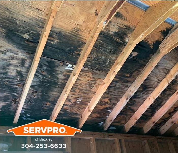 A garage shows signs of extensive mold damage.